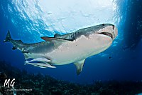 Tigerhaie auf den Bahamas