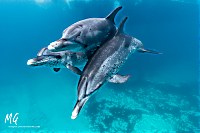 Delphine vor Bimini