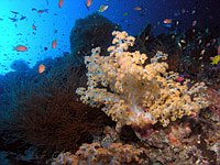 Korallenriff mit Weichkoralle