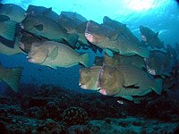 Schwarm Büffelkopfpapageienfische