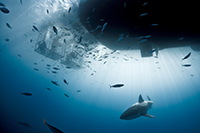 Weißer Hai unter der Solmar V