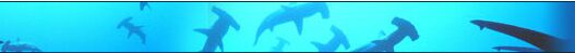 Tauchen Costa Rica - Tauchreisen und Tauchsafaris - Das Tauchen in Costa Rica beschränkt sich hauptsächlich auf Cocos Island, aber diese Tauchdestination hat es in sich. Riesige Schulen von Bogenstirn-Hammerhaien und zahlreichen anderen Haiarten kombiniert mit Fischwärmen bestimmen das Bild. Der 