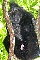 Schwarze Makaken im Tangkoko Nationalpark