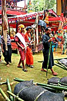 Totenfeier im Toraja-Land