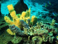 Korallenlandschaft mit Röhrenschwämmen
