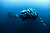 Buckelwale bei Socorro / Mexiko