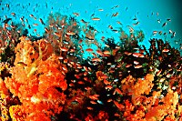 Korallenriff mit Weichkorallen