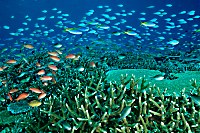 Korallenriff mit Steinkorallen
